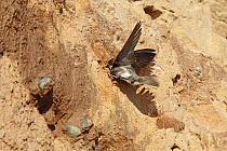 Sand Martin (Riparia riparia) digging at cliff with it's beak to make nest hole, Wirral Merseyside UK June