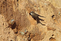 Sand Martin (Riparia riparia) singing perched on cliff at new nest hole, Wirral Merseyside UK June