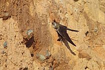Sand Martin (Riparia riparia) digging at cliff with it's beak to make nest hole, Wirral Merseyside UK June