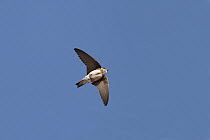 Sand Martin (Riparia riparia) singing while flying over cliff nest site, Wirral Merseyside UK June
