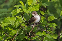 Spotted Flycatcher (Muscicapa striata) perched in tree in woodland looking for insect prey, North Wales UK June