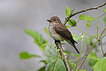 Spotted Flycatcher (Muscicapa striata) perched in tree in woodland with insect prey, North Wales UK June