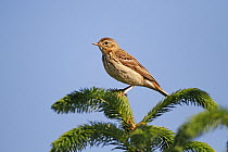 Tree Pipit (Anthus trivialis) perched on conifer tree at edge of forest, North Wales UK June