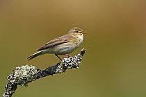 Willow warbler (Phylloscopus trochilus) singing in woodland North Wales UK May