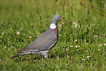 Wood pigeon (Columba palumbus) foraging in field, Wirral Merseyside UK June