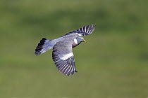 Wood pigeon (Columba palumbus) in flight over farmland, Wirral Merseyside UK June