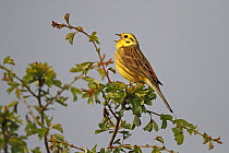 Yellowhammer (Emberiza citrinella) male singing at top of hedge in breeding territory, on farmland Cheshire UK May