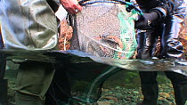 Environment Agency staff transferring a group of Arctic charr (Salvelinus alpinus) between fyke traps, part of a breeding program, River Lisa, Ennerdale, Lake District National Park, Cumbria, October...