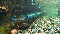 Group of Arctic charr (Salvelinus alpinus) caught in a fyke trap by the Environment Agency, part of a breeding program, River Lisa, Ennerdale, Lake District National Park, Cumbria, October 2011.