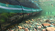 Group of Arctic charr (Salvelinus alpinus) caught in a fyke trap by the Environment Agency, part of a breeding program, River Lisa, Ennerdale, Lake District National Park, Cumbria, October 2011.