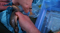 Hen Arctic charr (Salvelinus alpinus) being striped of eggs by an Environment Agency Officer before being marked with dye, part of a breeding programme, River Lisa, Ennerdale, Lake District National P...