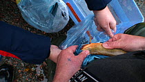 Hen Arctic charr (Salvelinus alpinus) being stripped of eggs by an Environment Agency Officer before the bag of eggs being held up to the camera, part of a breeding programme, River Lisa, Ennerdale, L...