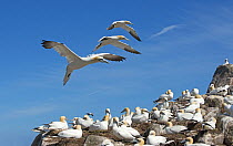 Northern gannets (Morus bassanus) hovering in flight, looking to land in colony, Great Saltee Island, Wexford, Republic of Ireland, June