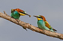 European Bee-eater (Merops apiaster) courting a female by offering it a bee.  Alentejo, Portugal, April.