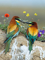 European Bee-eater (Merops apiaster) courting a female by offering it a bee, in front of flowers.  Alentejo, Portugal, April.