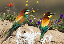 European Bee-eater (Merops apiaster) courting a female by offering it a lump of soil. Before egg-laying, females regularly eat dirt for its mineral content. Alentejo, Portugal, April.