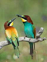 European Bee-eater (Merops apiaster) courting a female by offering her a bee. Alentejo, Portugal, April.