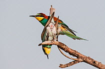 Pair of European Bee-eater (Merops apiaster) post copulation on a branch.  Alentejo, Portugal, May.