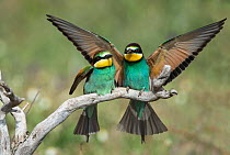 European Bee-eater (Merops apiaster) with a bee landing on a branch by its mate.  Alentejo, Portugal, May.