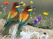 Pair of European Bee-eater (Merops apiaster) on a bank above their nest hole in front of flowers. Note regurgitated pellets of insect remains. Alentejo, Portugal, April.