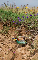 European Bee-eater (Merops apiaster) flying from its nest hole.  Alentejo, Portugal, May.