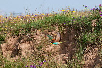 European Bee-eater (Merops apiaster) in flight from its nest hole in earth bank. Alentejo, Portugal, May.