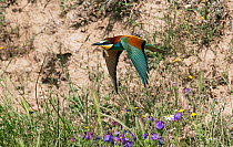 European Bee-eater (Merops apiaster) in flight soon after leaving its nest hole.  Alentejo, Portugal, May.
