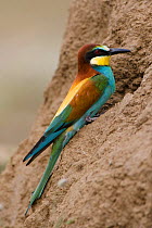 European Bee-eater (Merops apiaster) at the entrance to its nest hole. Portugal, May.
