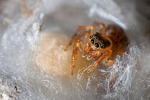Female jumping spider (Euophrys frontalis) guarding egg sac underneath a stone in disused limestone quarry, Peak District National Park, Derbyshire, UK. June.