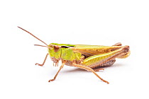 Common Green Grasshopper (Omocestus viridulus) Peak District National Park, Derbyshire, UK. June.