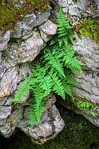 Brittle Bladder / Common Fragile Fern {Cystopteris fragilis} Lathkill Dale NNR, Peak District National Park, UK. June.