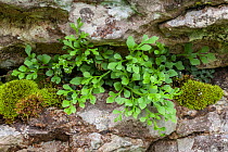 Wall Rue Spleenwort (Asplenium ruta-muraria) growing out of a fissure in a limestone cliff. Lathkill Dale NNR, Peak District National Park, UK. June.