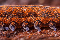 Velvet Worm feet (Peripatus novaezealandiae). Velvet Worms are known as 'living fossils', having remained the same for approximately 570 million years. Captive from New Zealand