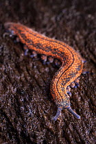 Velvet Worm (Peripatus novaezealandiae). Velvet Worms are known as 'living fossils', having remained the same for approximately 570 million years captive from New Zealand