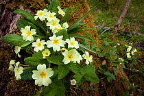 Common primroses {Primula vulgaris} flowering in woodland clearing, Yorkshire Dales National Park, UK. April.