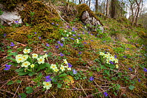 Primroses (Primula vulgaris) and Common Dog Violets (Viola riviniana) flowering in woodland clearing, Yorkshire Dales National Park, UK. April.