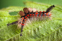 Caterpillar of the Common Vapourer Moth (Orgyia antiqua), showing defensive urticating hairs that deter predators. Peak District National Park, Derbyshire, UK. April.