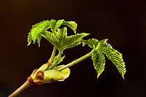 Horse Chestnut (Aesculus hippocastanum} leaves emerging from bud. Peak DIstrict National Park, Derbyshire, UK.