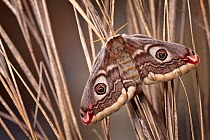 Small emperor moth female (Saturnia pavonia), Peak District National Park, UK. April.