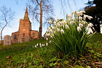 Clump of Snowdrops (Galanthus nivalis) flowering in Bonsall village churchyard, Derbyshire, UK, February 2011