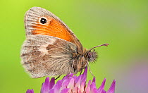 Small Heath Butterfly (Coenonympha pamphilus) feeding on clover. Peak District National Park, Derbyshire, UK. September.
