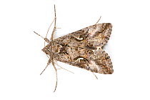 Silver Y Moth (Autographa / Plusia gamma) UK