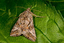 Silver Y Moth (Autographa / Plusia gamma) Peak district National Park, UK