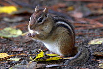 Eastern Chipmunk (Tamias striatus) eating nut, Algonquin Provincial Park, Ontario, Canada. Oct 2009