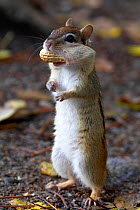Eastern Chipmunk (Tamias striatus) with Peanut in mouth pouch, Algonquin Provincial Park, Ontario, Canada. October