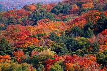 Autumn / fall colours of  maple (Acer sp) trees, Hardwood lookout trail, Algonquin Provincial Park, Ontario, Canada. October 2009