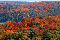 Autumn / fall colours of the maple (Acer sp). trees, Hardwood lookout trail, Algonquin Provincial Park, Ontario, Canada. Oct 2009