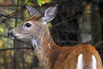 White-tailed Deer (Odocoileus virginianus borealis). Female / doe in moult. Presquile Provinical park, Ontario, Canada. October