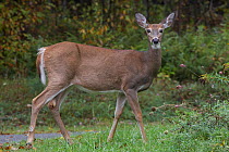 White-tailed Deer (Odocoileus virginianus borealis). Female / doe eating. Presquile Provinical park, Ontario, Canada. October