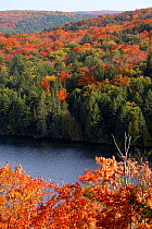 Autumn / fall colours of  maple (Acer sp) trees, Hardwood lookout trail, Algonquin Provincial Park, Ontario, Canada. Oct 2009